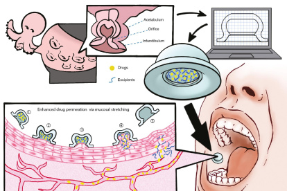 Proceso de desarrollo del parche -inspirado en el pulpo- que ha diseñado un equipo de científicos para la administración de algunos medicamentos.