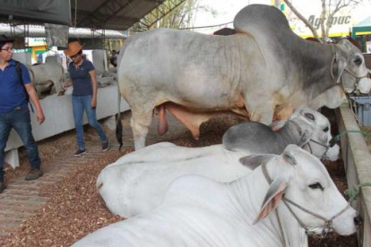 La feria ganadera, como todos los años, se realizará en la Expoferia Durán, ubicada en el kilómetro 5,5 de la vía Durán - Yaguachi.
