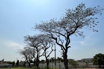 Samborondón. En la urbanización La Puntilla se evidencia la situación.