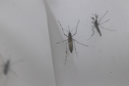 Fotografía de archivo de mosquitos Aedes aegypti en el laboratorio de entomología del Centro Nacional de Control de Enfermedades Tropicales (CENCET), en Santo Domingo (República Dominicana). EFE/Orlando Barría