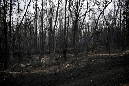 Bomberos de Nueva Gales del Sur indicaron que las llamas se han extendido por un área de 5.200 hectáreas.