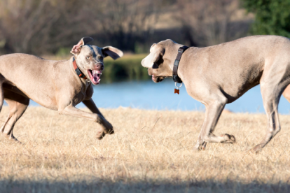 Referencial de peleas de perros.