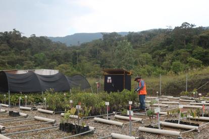 Actividades. Los biólogos escudriñan la selva en busca de plantas y semillas para reproducirlas en viveros.