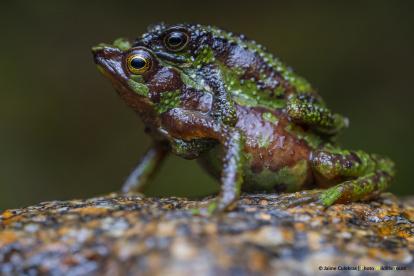 El sapo morona-santiago (Atelopus halihelos) en Ecuador está en peligro de extinción.