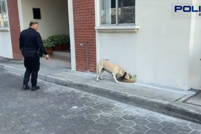 Hecho. El can detectó el alcaloide.