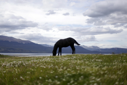 Escenario. Un caballo pasta en medio de un paisaje propio de la región de Argentina más cercana al Polo Sur.