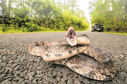 Situación. Las ciudades se desarrollan y lo hacen ocupando terrenos en los que pueden vivir o viven las especies silvestres.