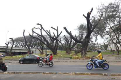 Plaga. El gran reto actual en la urbe es detener el avance de la cochinilla.