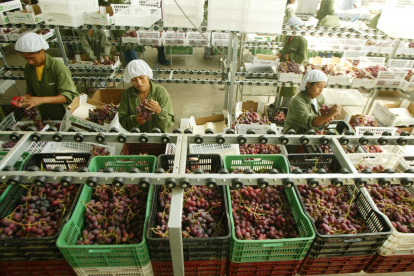 Trabajo.- Se preparan las uvas peruanas para la exportación.