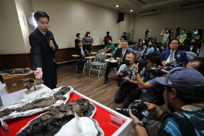 El Departamento de Recursos Minerales tailandés mostró este miércoles 18 de octubre de 2023 un fósil de una nueva especie antigua de caimán ("Alligator Munensis"), durante  en Bangkok.