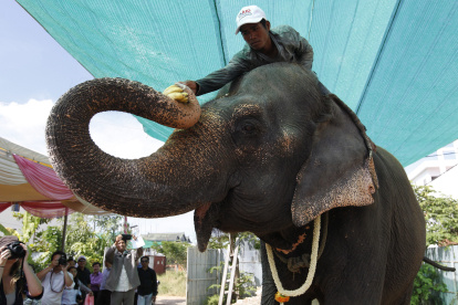 Fotografía de archivo de un cuidador dándole plátanos a la elefanta Sambo, en Camboya.