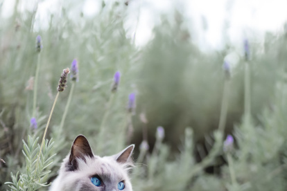 Color. Los gatos afectados por gen w que tienen los ojos de un color diferente, la sordera se reduce a un 10% al 20% de la población.