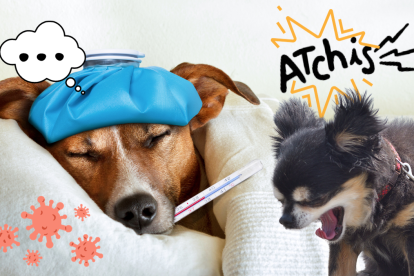 El indicador más obvio es la temperatura corporal. La temperatura normal de un perro es entre 37,5°C y 39°C, variando más según el tamaño y la raza. Si es superior a 39,5°C, es probable que tenga fiebre.