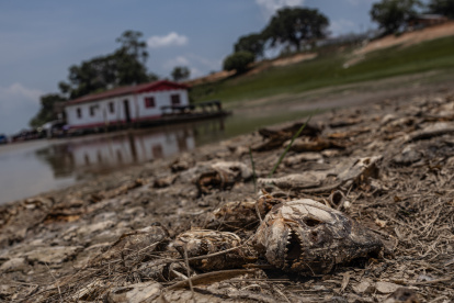 Fotografía de peces muertos por la fuerte sequía que azota la cuenca del Amazonas, en Manaquiri, Amazonas, Brasil.
