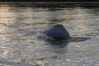 Vista de un delfín rosado en el río Guayabero, en San José del Guaviare (Colombia), en una fotografía de archivo.