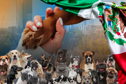 De acuerdo al INEGI, se estima una población de un millón 200 mil perros en las calles de la capital mexicana, con una tasa de crecimiento de 20 por ciento anual.