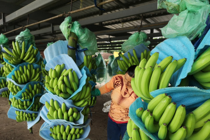 RACIMOS DE BANANO DE EXPORTACIÓN EN HACIENCA AGRÍCOLA |