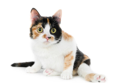 El 99% de los gatos de tres colores son hembras.