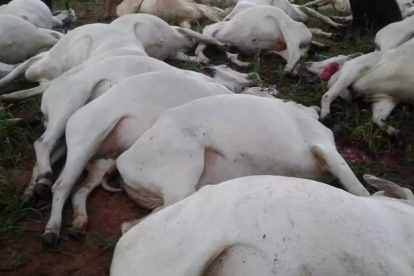 Los bovinos murieron tras el impacto del rayo.