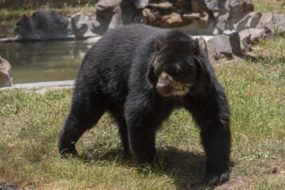 El oso andino se ubica dentro de la Lista Roja de Mamíferos del Ecuador y se lo cataloga "En Peligro".