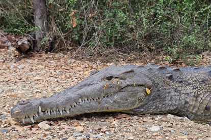 Un cocodrilo fue captado junto a la urbanización Belo Horizonte, en Guayaquil, la mañana de este martes 31 de octubre.
