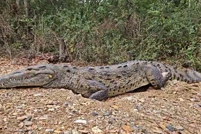 Reptil. Así permaneció la especia ayer en la Reserva de Producción Manglares del Salado, en vía a la costa.