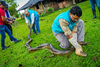 Fotografía cedida por Cormacarena de una serpiente Anaconda de 4 metros de longitud que es inmovilizada por personal de Cormacarena, hoy en Villavicencio (Colombia).