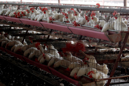 Los cortes de luz han afectado a toda la cadena logística del sector avícola.