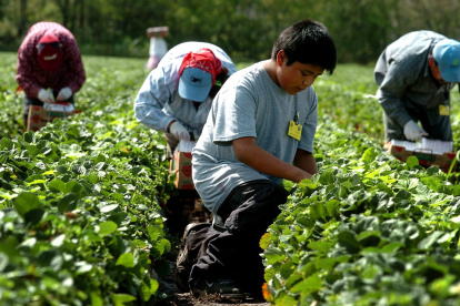Hecho. El último censo agrícola se dio en el año 2000.