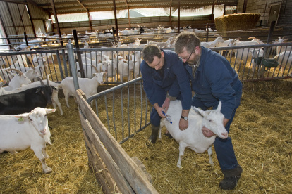 Vinkel - El veterinario Nico Vreeburg (izq.) Maneja la jeringa mientras que el criador de cabras Jan van Lokven mantiene a la cabra bajo control. El lunes, las primeras cabras serán vacunadas contra la fiebre Q en la granja de cabras lecheras de Jan y Liesbeth van Lokven en Vinkel, Brabant. Los ganaderos en un radio de 45 kilómetros alrededor de Uden en Brabante Septentrional pueden vacunar a sus cabras y ovejas lecheras contra la fiebre Q a partir del lunes. Ésta es una enfermedad de los animales que se puede propagar a los seres humanos y provocar neumonía. ANP PHOTO ED TIERRAS |



VINKEL - Dierenarts Nico Vreeburg (L) hanteert de spuit terwijl geitenhouder Jan van Lokven de geit in bedwang houdt. Bij het melkgeitenbedrijf van Jan en Liesbeth van Lokven in het Brabantse Vinkel worden maandag de eerste geiten gevaccineerd tegen Q-koorts. Veehouders in een straal van 45 kilometer rondom Uden in Noord-Brabant kunnen hun melkgeiten en melkschapen vanaf maandag laten inenten tegen Q-koorts. Dat is een dierziekte die kan overslaan naar de mens en kan leiden tot longontsteking. ANP PHOTO ED OUDENAARDEN