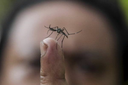 El dengue es una enfermedad transmitida por medio de mosquitos.