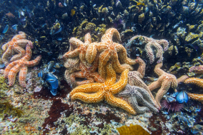 Hipótesis. La composición corporal de las estrellas de mar ha llevado a pensar que no tienen cabeza.
