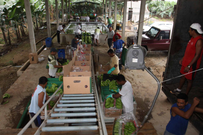 Productores de banano piden incremento para compensar el alto costo de insumos. El Gobierno deberá establecer el costo, por falta de acuerdos. CAJAS DE BANANO