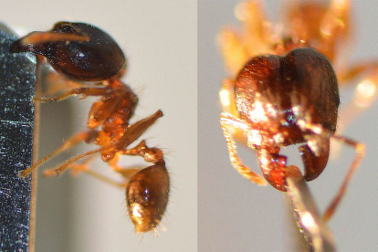 Pheidole Megacephala, especie de hormiga invasora.