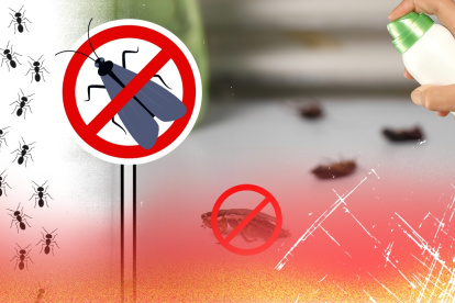 Así puede evitar la presencia de estos bichos que molestan el hogar