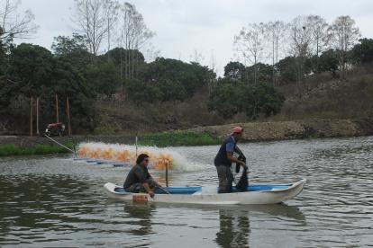 Labor.- Dos personas trabajan en una piscina de camarón de Ecuador.