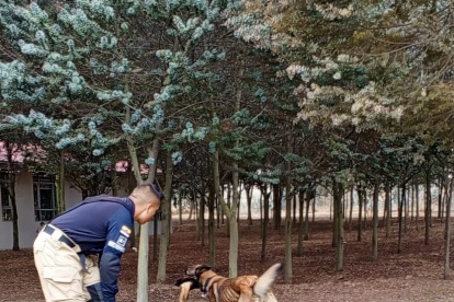 Kiana participa de varias actividades de búsqueda