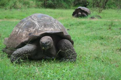 Fotografía de archivo de dos tortugas gigantes en el Archipiélago de Galápagos (Ecuador).