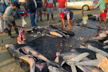 Dato. Ecuador tiene 38 tipos de tiburón de las 400 que hay en el mundo.