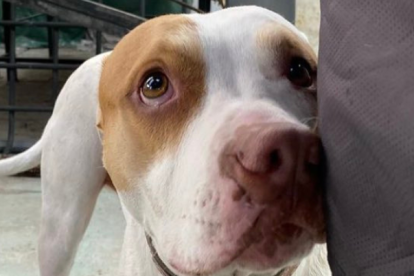 La Unidad de Bienestar Animal Quito confirmó el hecho