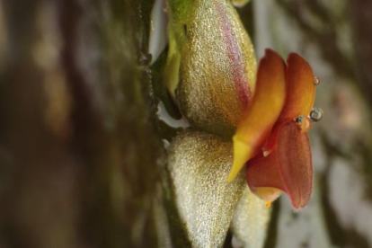 Este 16 de noviembre se realizó la presentación de la nueva especie de orquídea, Lepanthes inesmanzanoae.