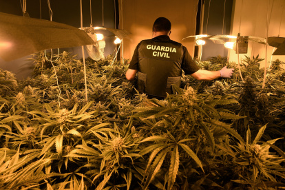Madrid. Cultivo de cannabis hallado por la Guardia Civil.