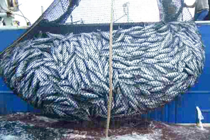 LA PESCA ILEGAL DE PECES ES ALGO PREOCUPANTE PARA LA ONU