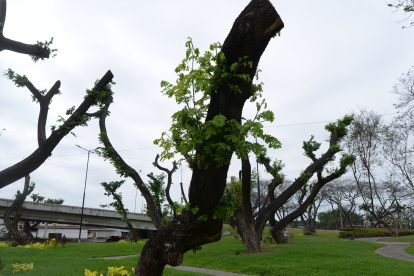 En el parque de la ciudadela Ferroviaria se observan nuevos brotes en árboles que fueron intervenidos con el tratamiento de endoterapia