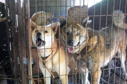 En Corea del Sur existen 150 granjas de crías de perros.