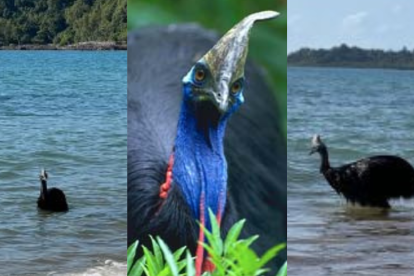 Casuario - especie nativa de Australia