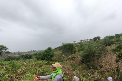 Industriales alegan una menor producción en la cosecha veranera.