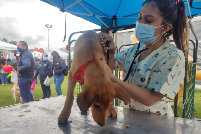 La feria contará con la participación de fundaciones, activistas y organizaciones de rescate animal
