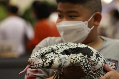 En los últimos días, los agentes forestales han capturado más de 150 iguanas, animales herbívoros que se alimentan de plantas, granos y hierbas, que vivían en los campos del país.