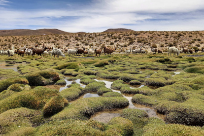En un recorrido por la zona, se observan llamas pastando cerca de bofedales en Quetena (Bolivia)